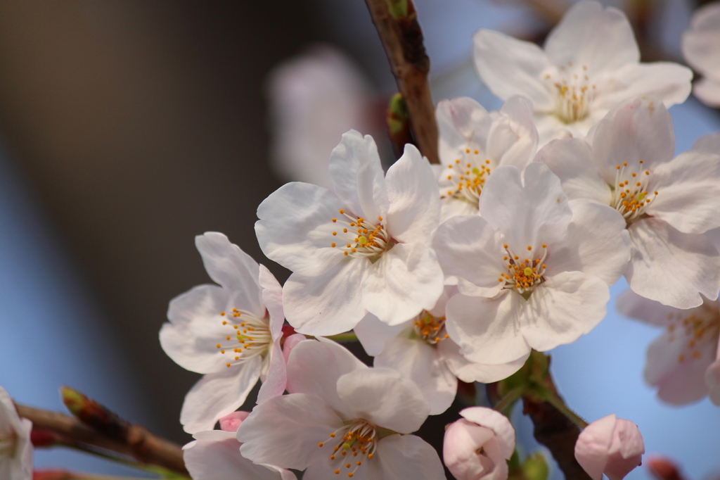 桜花