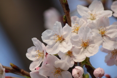 桜花