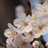 桜花