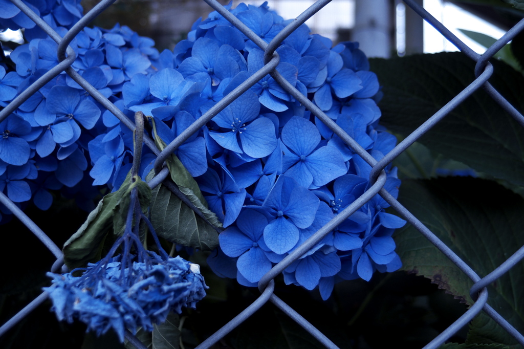 紫陽花の季節