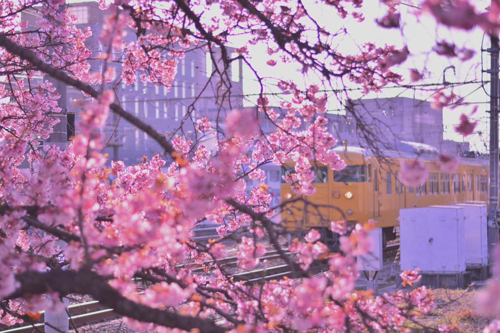緋寒桜、満開。　～電車を添えて～