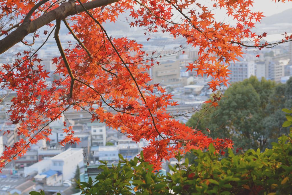 高台の紅葉