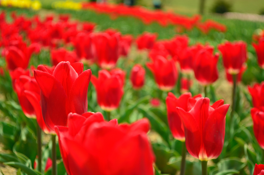 Red tulip