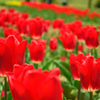 Red tulip