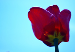 a tulip