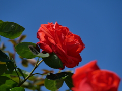 深紅のバラ達