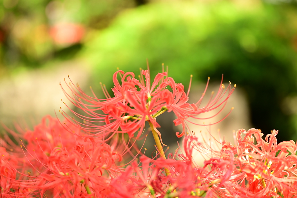 彼岸花