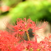彼岸花