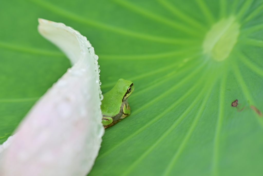 雨水シャワー