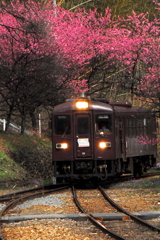 渡瀬渓谷鉄道渓谷号