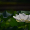 蓮