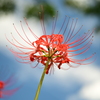 朱色花