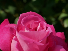 薔薇美人