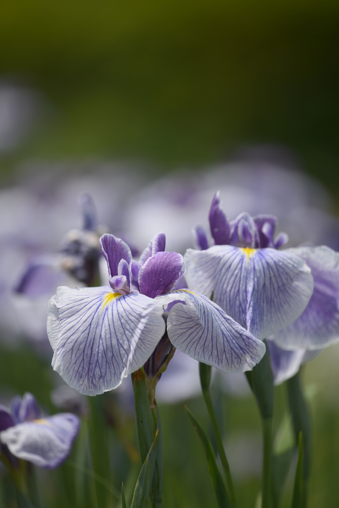 花菖蒲