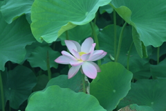 初夏の彩り