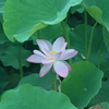 初夏の彩り