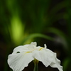 花菖蒲