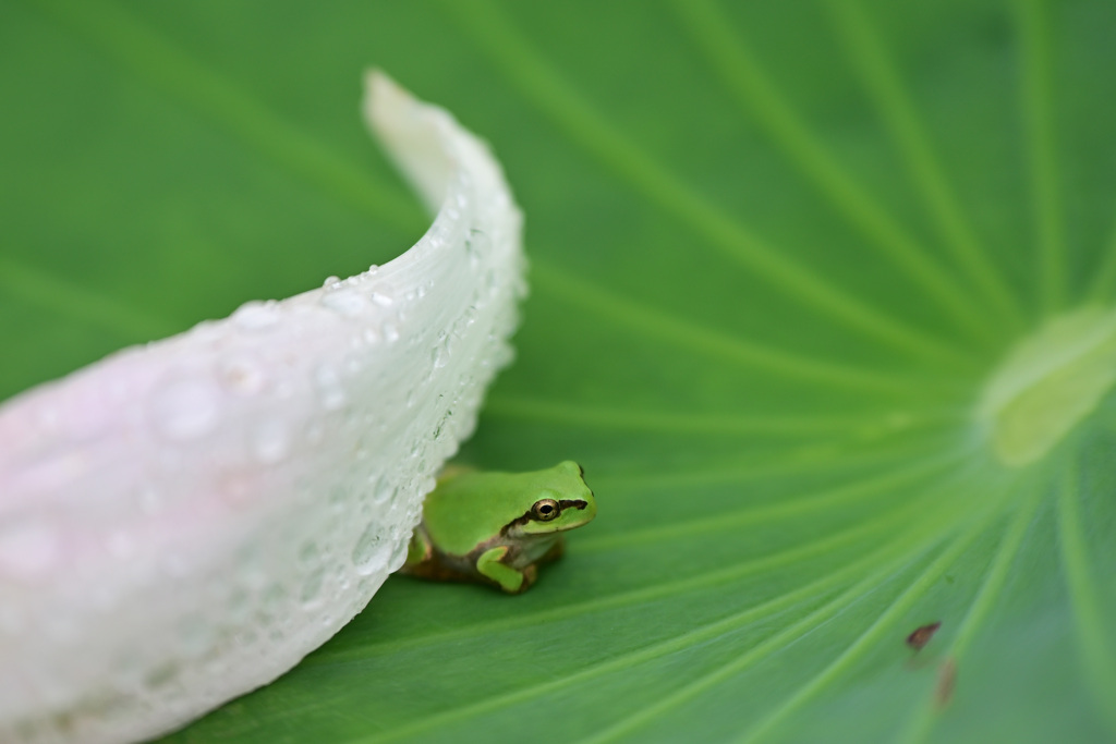 水分補給