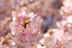 河津桜