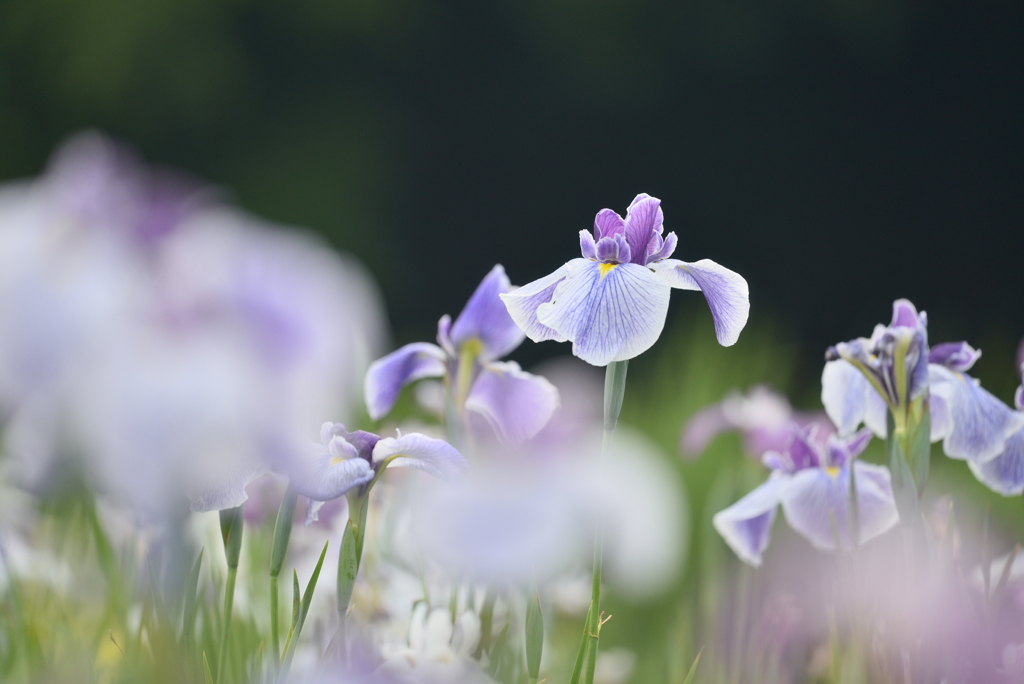 花菖蒲