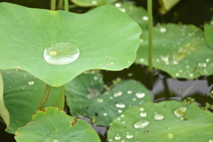 水集め