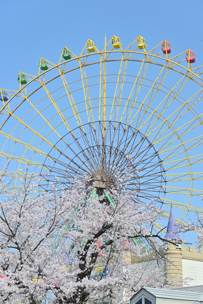 遊園地には桜が似合う