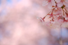 河津桜