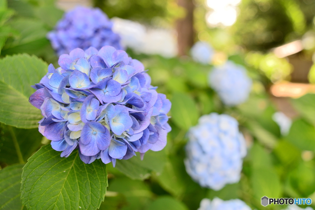 紫陽花
