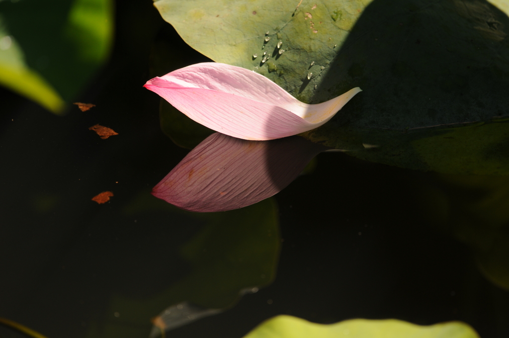 夏が終わる