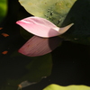夏が終わる