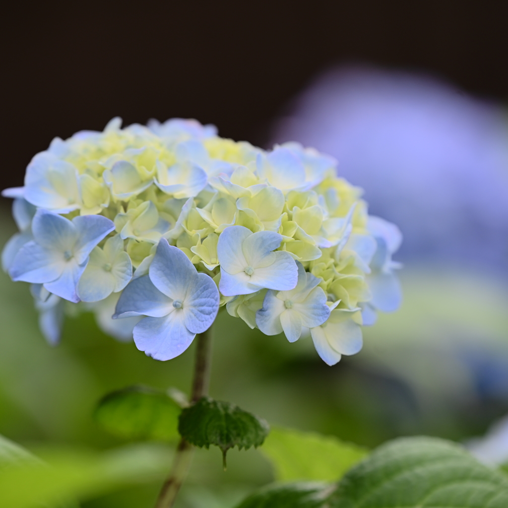 紫陽花