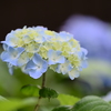 紫陽花