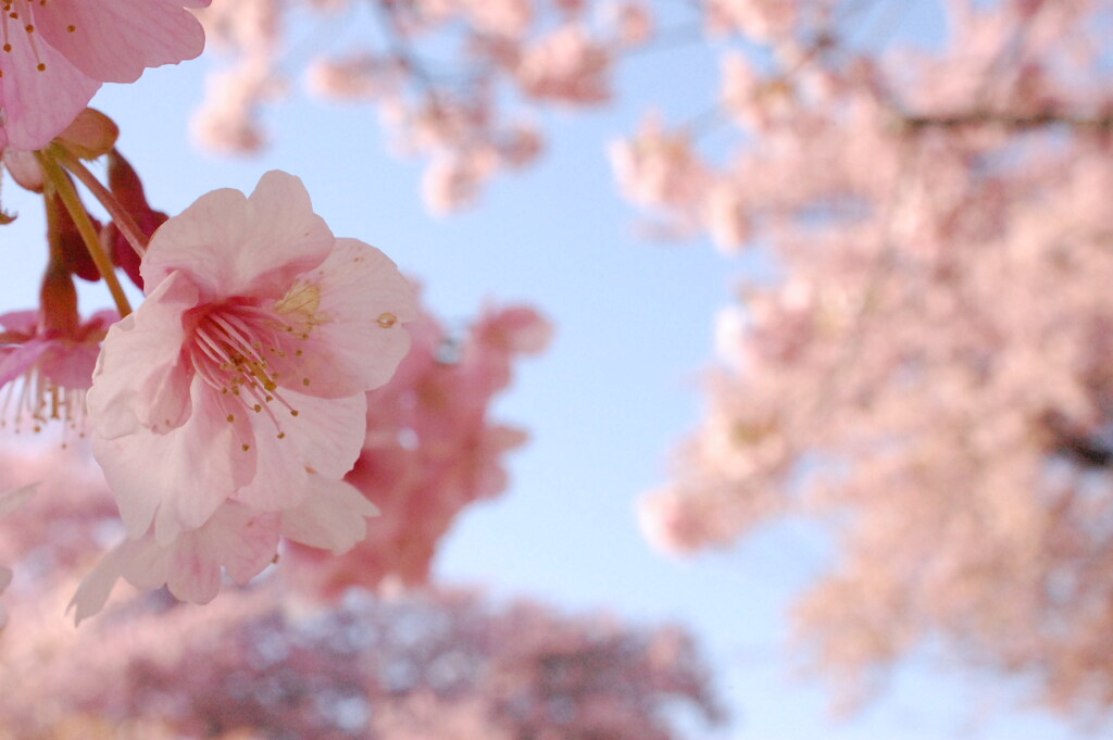 河津桜