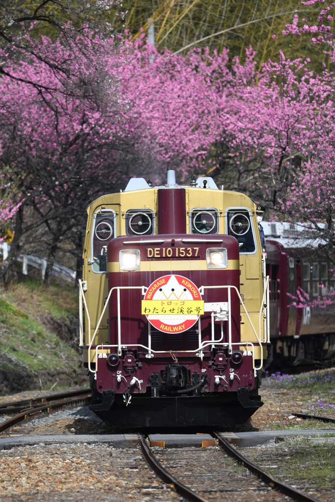 渡瀬渓谷鉄道トロッコわっしー号
