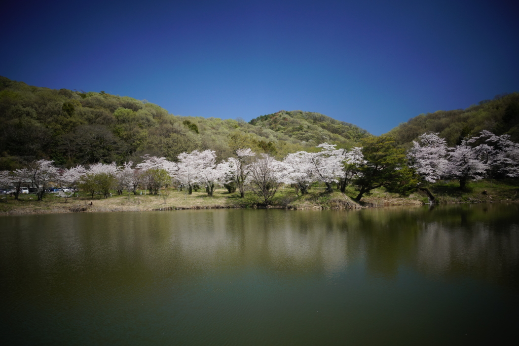 湖畔に咲くサクラ