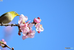 春ですね