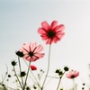 秋桜