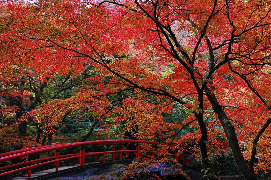 伊香保温泉河鹿橋紅葉