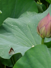 花より水