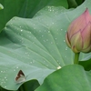 花より水