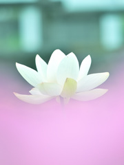 ふんわりと