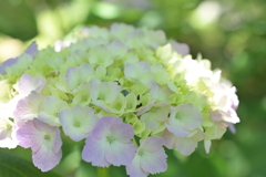 もうじき見ごろ色