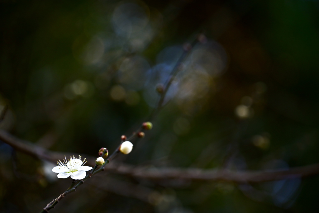 春を感じる梅の花