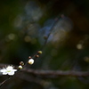 春を感じる梅の花