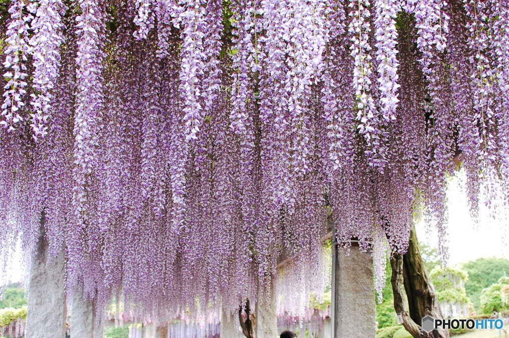 藤岡フジの丘公園