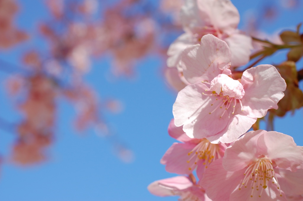 河津桜
