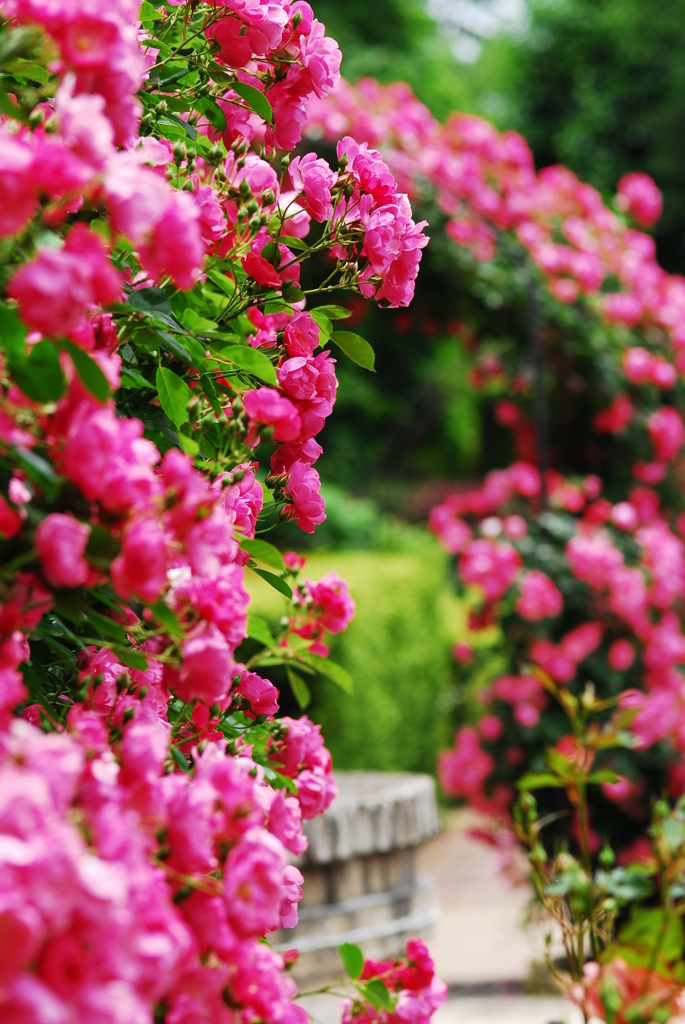 薔薇園へ一歩