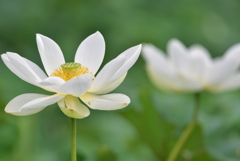 蓮