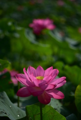 蓮