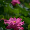 蓮